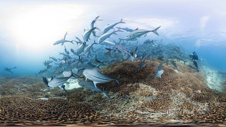 A bleached coral reef, its once-vibrant colors faded to ghostly white