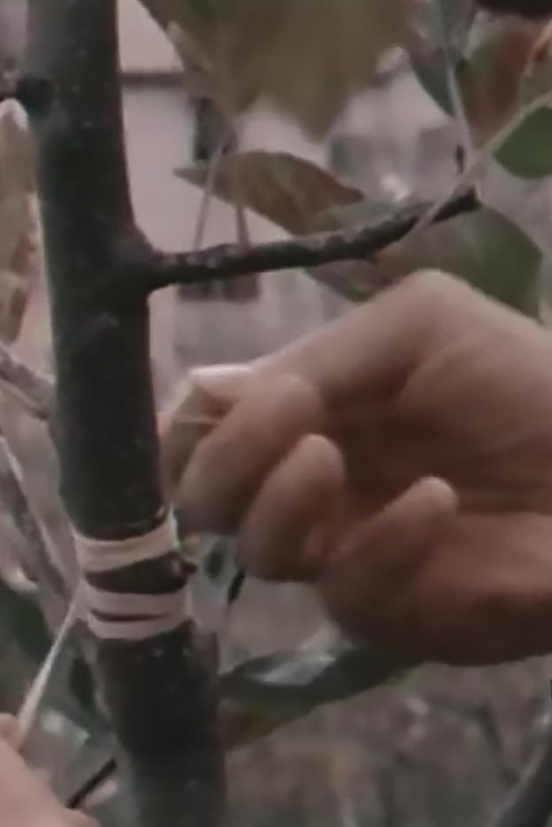 Elective Affinities poster background