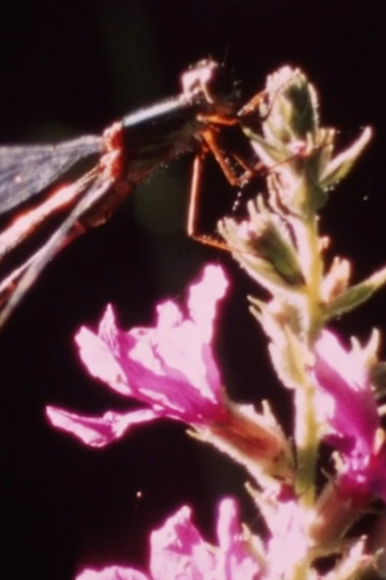 Beautiful young ladies poster background