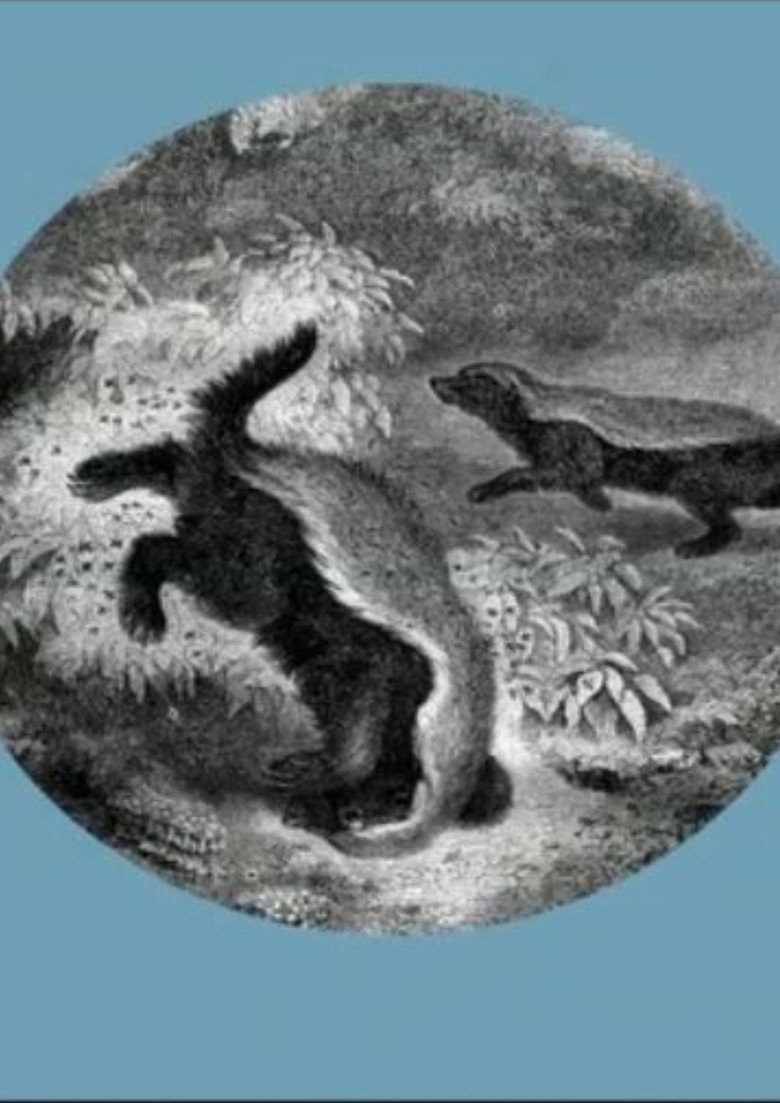 The Kiss of the Honey Badger poster background