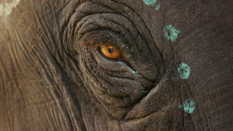 A close-up of Bomman washing Raghu, the baby elephant, with a coconut husk, water cascading over his trunk.