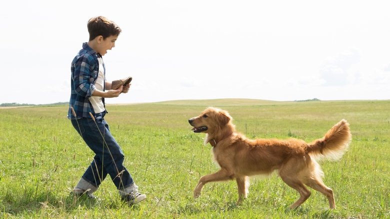 A golden retriever, mid-leap, eyes locked on a frisbee just out of frame, sunlight catching its fur in a way that makes it glow like a living halo.