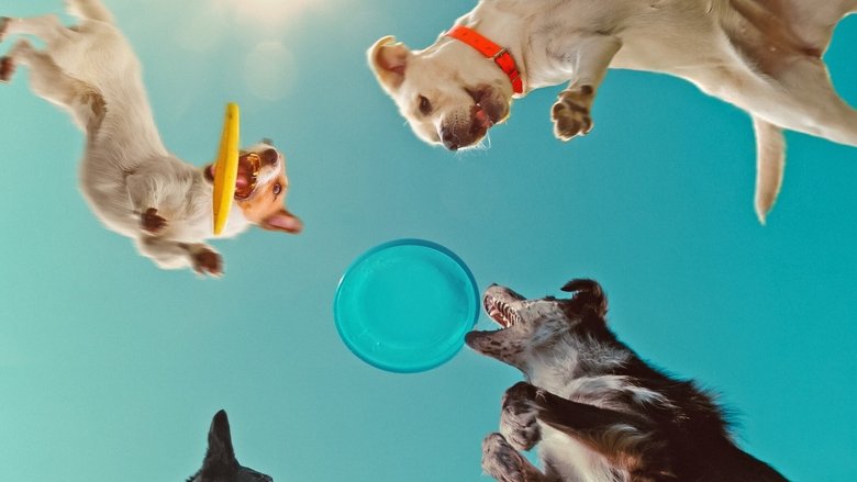 A golden retriever mid-leap, eyes locked on a tennis ball, its body stretched in full extension against a blurred green background.