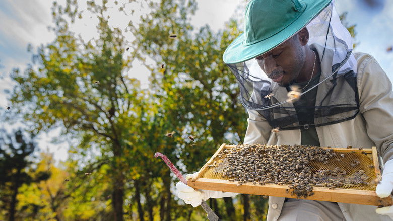 A wide-angle, atmospheric view of the hive environment