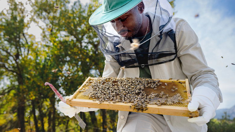 A close-up shot of a bee's fuzzy, textured anatomy