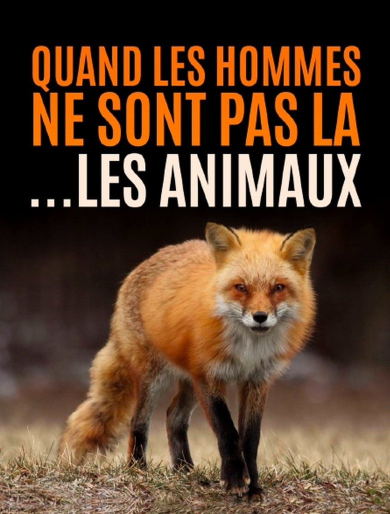 Quand l’homme n’est pas là... les animaux dansent ! poster background