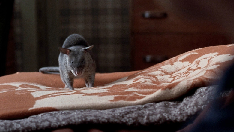 A close-up of a rat in the dark mansion