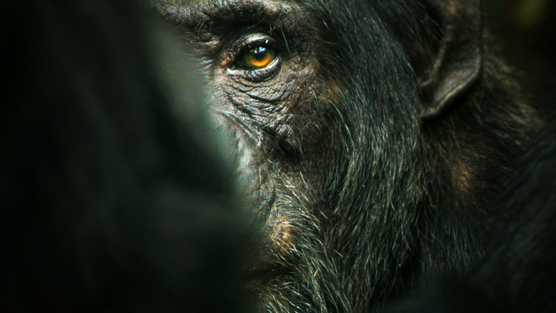 A chimpanzee, mid-scream, bares its teeth as it charges through the dense green foliage of Kibale National Park.